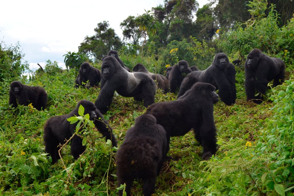 20SCI-APES2-promo-superJumbo-v2.jpg