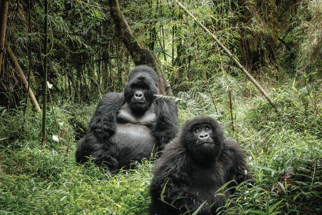Bwindi-Impenetrable-National-Parksssas-naked.jpg