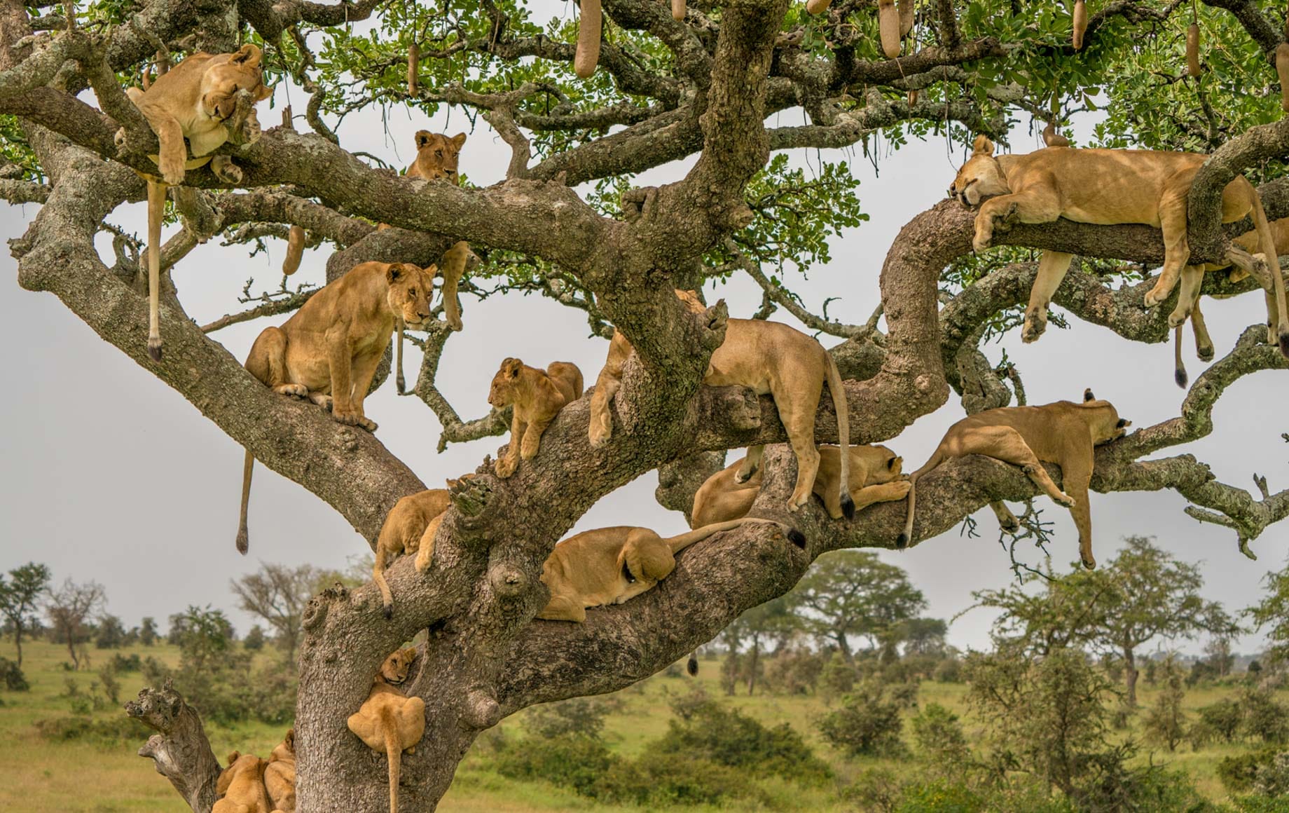 Serengeti1-naked-wilderness.jpg