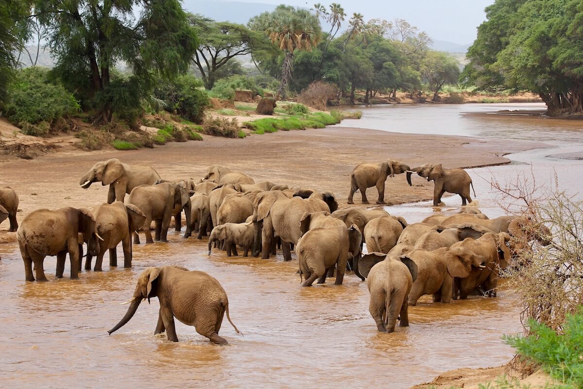 naked-wilderness-elephants.jpg